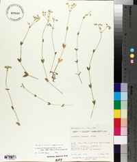 Cerastium fontanum subsp. vulgare image