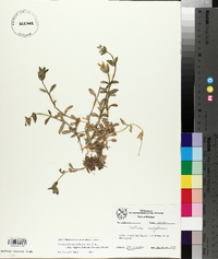 Cerastium fontanum subsp. vulgare image