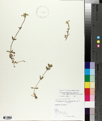 Cerastium fontanum subsp. vulgare image