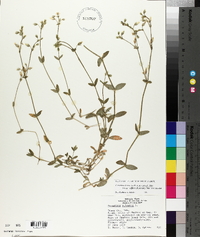 Cerastium fontanum subsp. vulgare image