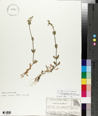 Cerastium fontanum subsp. vulgare image