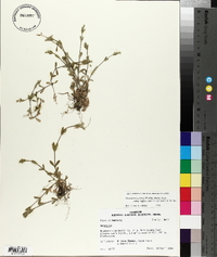 Cerastium fontanum subsp. vulgare image