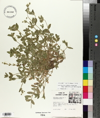 Cerastium fontanum subsp. vulgare image