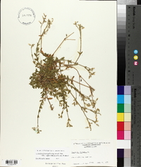 Cerastium fontanum subsp. vulgare image