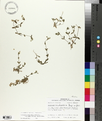 Cerastium fontanum subsp. vulgare image