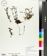 Cerastium beeringianum subsp. earlei image