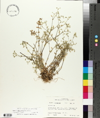 Cerastium brachypetalum image