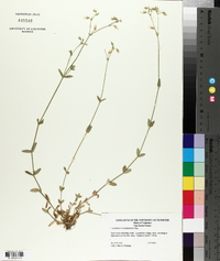 Cerastium brachypetalum image