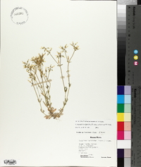 Cerastium brachypodum image