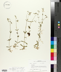 Cerastium brachypodum image