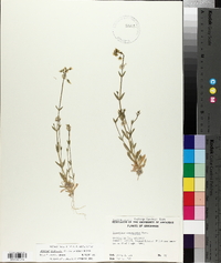 Cerastium brachypodum image