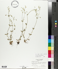 Cerastium brachypetalum image