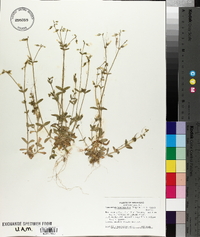 Cerastium brachypodum image