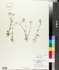 Cerastium semidecandrum image