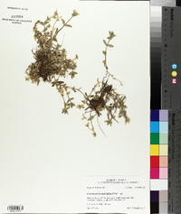 Cerastium glomeratum image