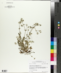 Cerastium glomeratum image