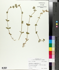 Cerastium glomeratum image