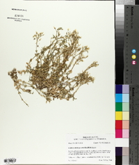 Cerastium glomeratum image