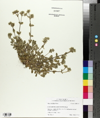 Cerastium glomeratum image