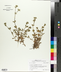 Cerastium glomeratum image