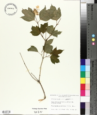 Viburnum trilobum image