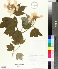 Viburnum trilobum image