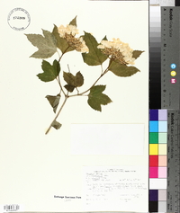 Viburnum trilobum image