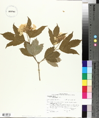 Viburnum trilobum image