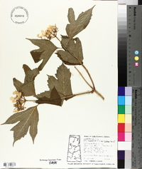 Viburnum trilobum image