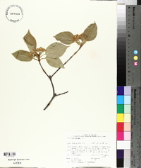 Viburnum lentago image