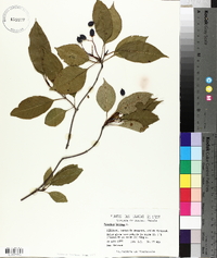 Viburnum lentago image