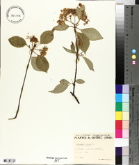 Viburnum lentago image