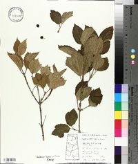 Viburnum edule image