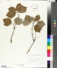 Viburnum edule image