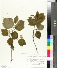 Viburnum edule image