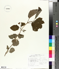 Viburnum edule image