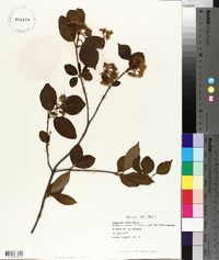 Viburnum cassinoides image