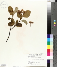 Viburnum cassinoides image