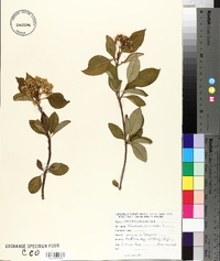 Viburnum cassinoides image