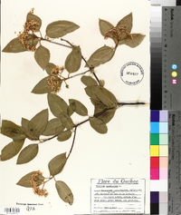 Viburnum cassinoides image