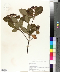 Viburnum cassinoides image