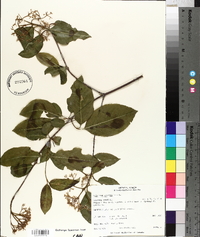 Viburnum cassinoides image