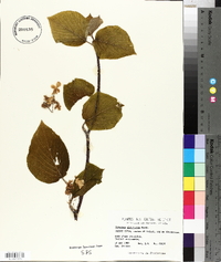 Viburnum lantanoides image