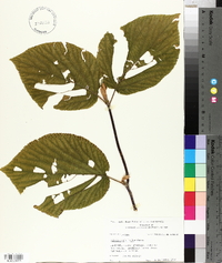 Viburnum lantanoides image