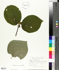 Viburnum lantanoides image