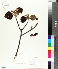 Viburnum lantanoides image