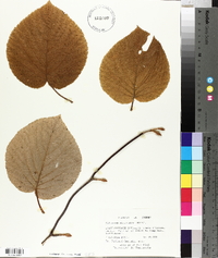 Viburnum lantanoides image