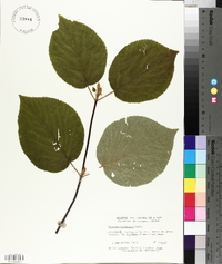 Viburnum lantanoides image