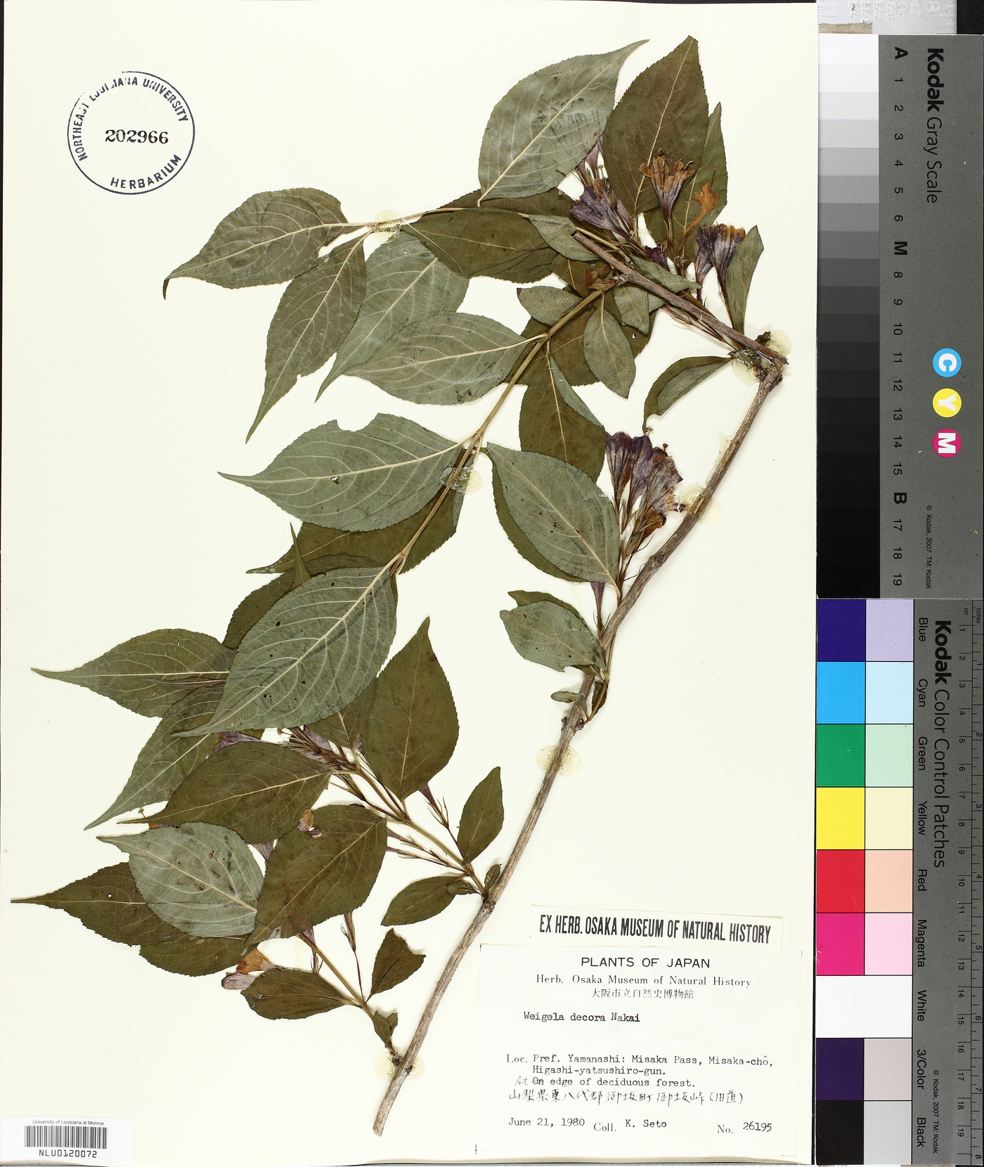 Weigela decora image