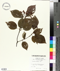 Viburnum wrightii image